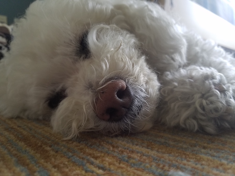 close up of a small fluffy white dog