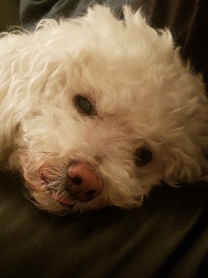 Small fluffy white dog with his tongue sticking out